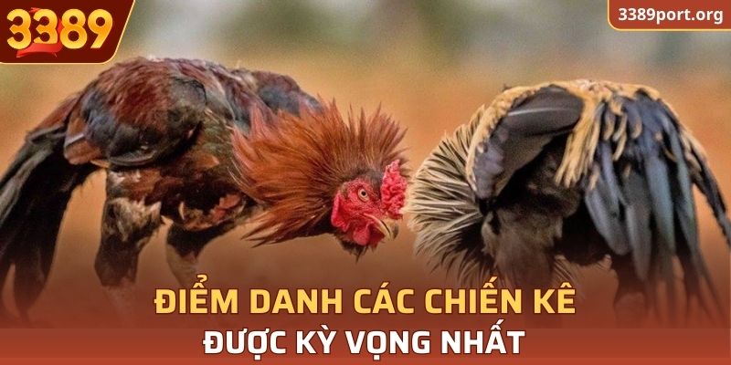 Khám phá chiến kê tốt nhất của cuộc chiến 24 tỷ
