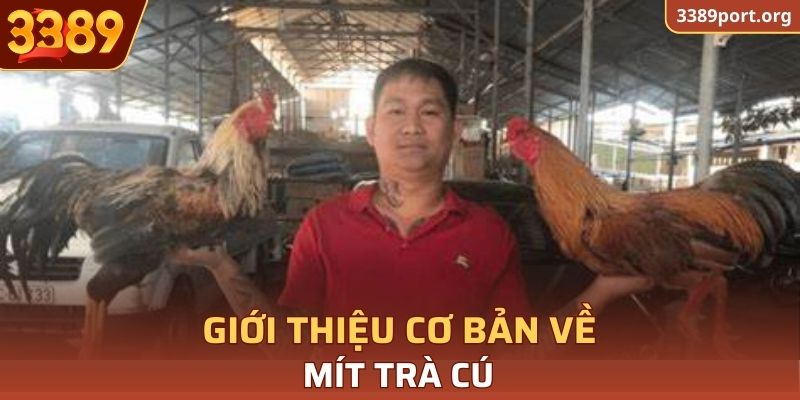 Mít Trà Cú là ai?