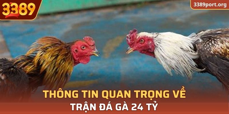 Thông tin quan trọng về trận đá gà 24 tỷ siêu kinh điển