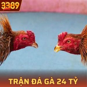 Trận Đá Gà 24 Tỷ